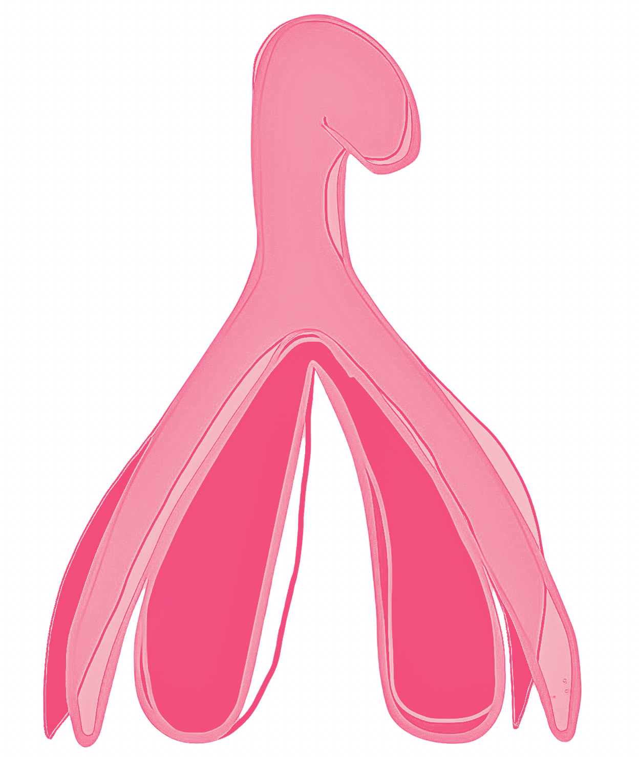 clitoris